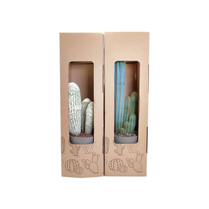 <h4>Cactus Gemengd Potcover</h4>