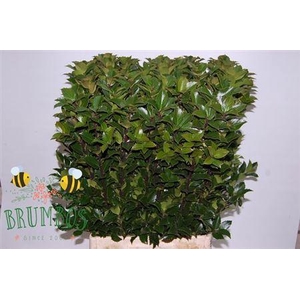 Ilex Bl M Blu Fantas 80cm