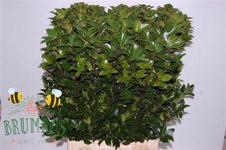 <h4>Ilex Bl M Blu Fantas 80cm</h4>