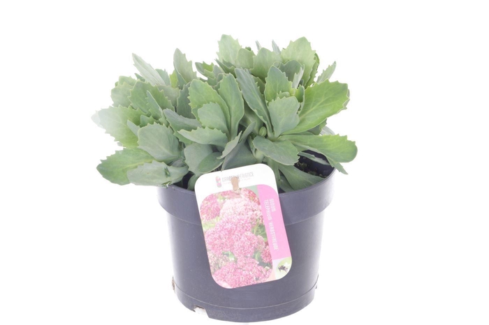 <h4>Sedum Herbstfreude</h4>