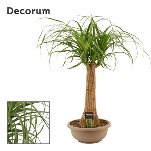 Beaucarnea Recht 25 cm in schaal