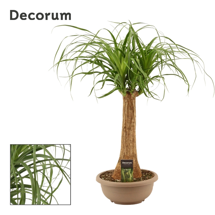 <h4>Beaucarnea Recht 25 cm in schaal</h4>