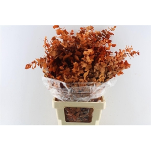 Euca Stuartiana Stab. Orange