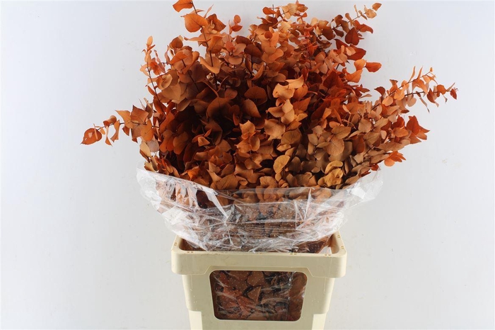 <h4>Euca Stuartiana Stab. Orange</h4>