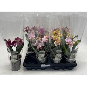 PHAL GEM