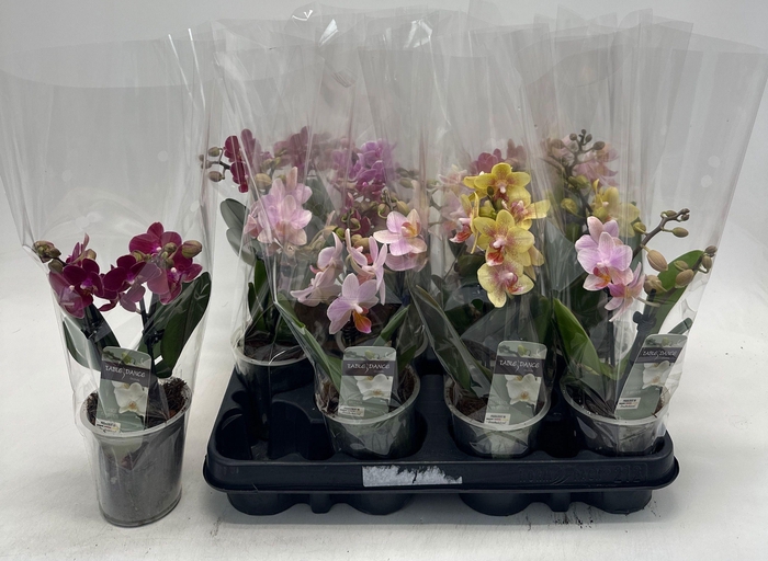 <h4>PHAL GEM</h4>