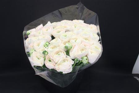 <h4>Cloni Super Hanoi</h4>