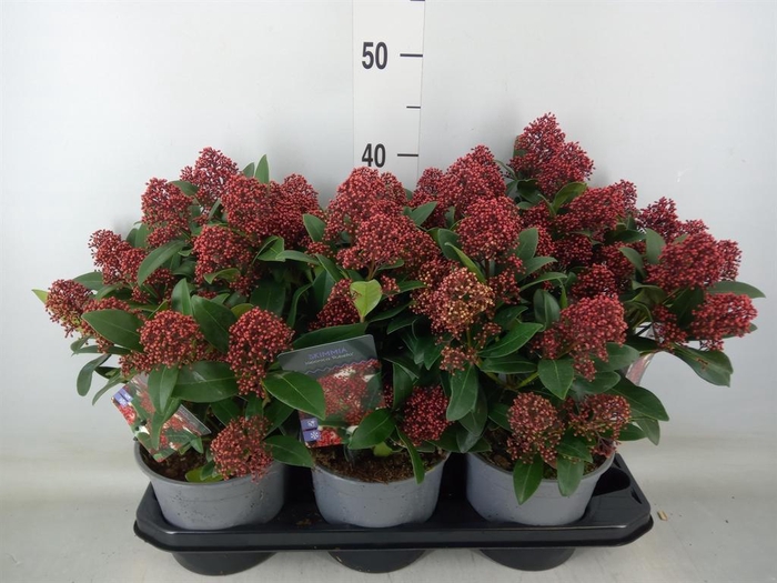 <h4>Skimmia jap. 'Rubella'</h4>