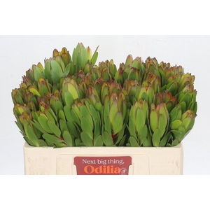 LEUCAD SAF GOLDSTRIK