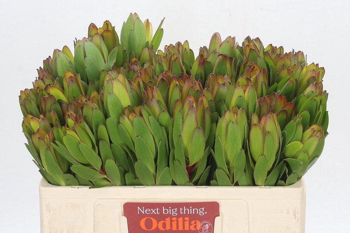 <h4>LEUCAD SAF GOLDSTRIK</h4>