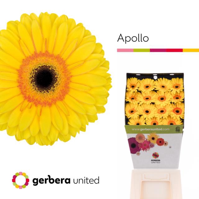 <h4>Gerbera diamond apollo</h4>