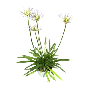 Agapanthus Blue Triumphator