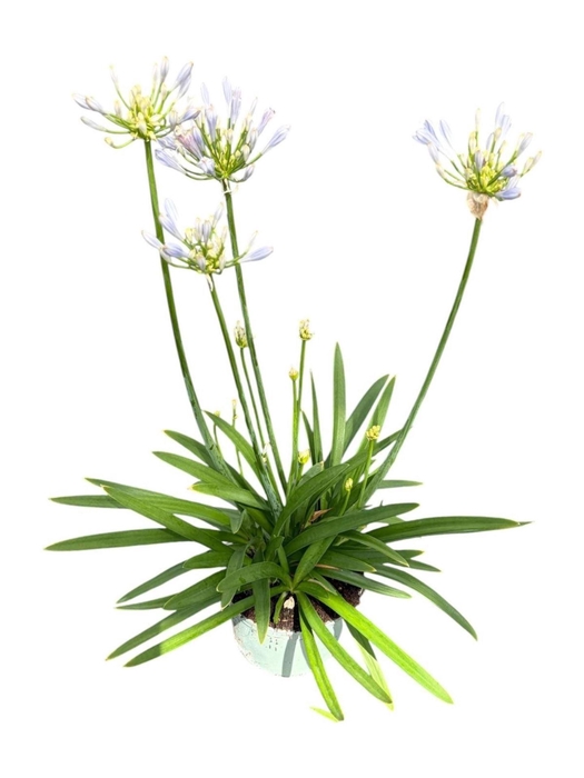 <h4>Agapanthus Blue Triumphator</h4>