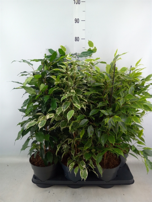 <h4>Ficus benja.   ...mix</h4>