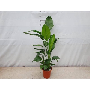Strelitzia Nicolai 24Ø 120cm 4pp