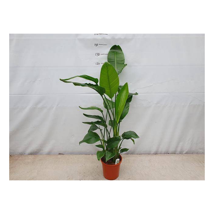 <h4>Strelitzia Nicolai 24Ø 120cm 4pp</h4>