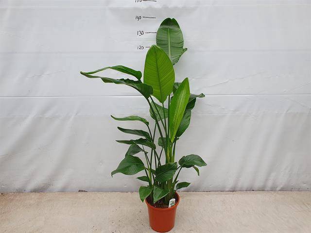 Strelitzia Nicolai 24Ø 120cm 4pp