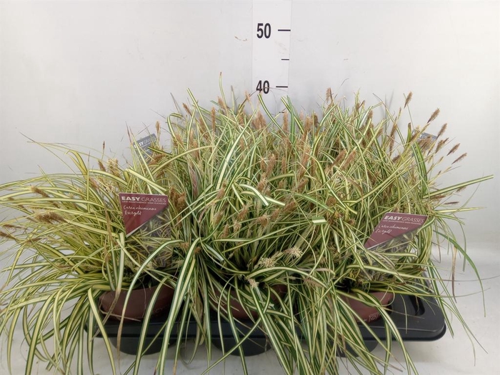 Carex hachijoensis 'Evergold'