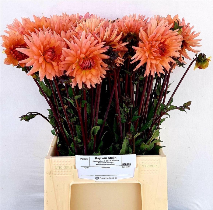 <h4>Dahlia Perference</h4>