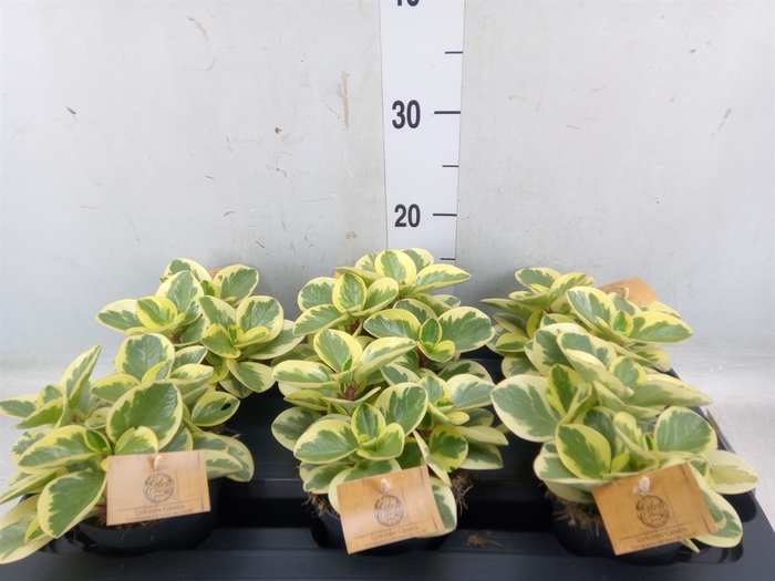 <h4>Peperomia obt. 'Obtipan Bicolor'</h4>