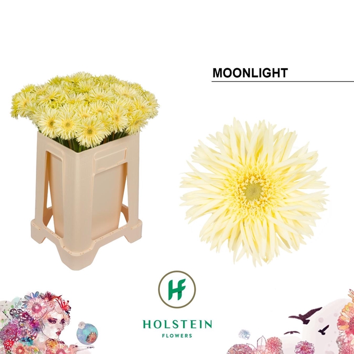 <h4>GE MS GERSP MOONLIGH</h4>