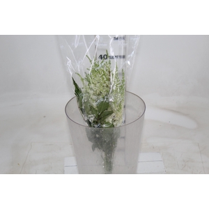 ASTILBE  BRANCO 040 CM