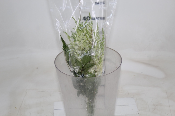 <h4>ASTILBE  BRANCO 040 CM</h4>