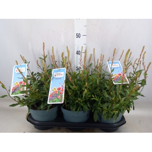 Gaura lindheimeri   ...