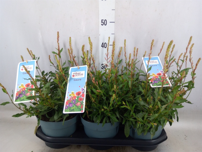 <h4>Gaura lindheimeri   ...</h4>