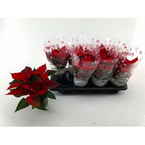 EUPHOR P CHR UNIVERS