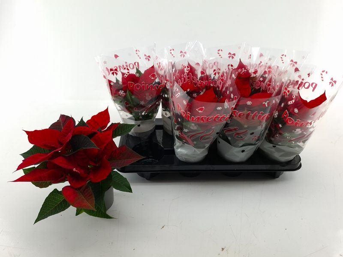 <h4>EUPHOR P CHR UNIVERS</h4>