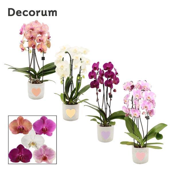 <h4>Phalaenopsis gemengd</h4>