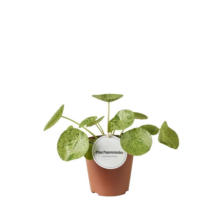 <h4>Pilea peperomoides</h4>