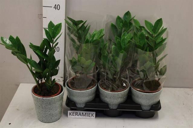 <h4>ZAMIO ZAMIIFOLIA</h4>