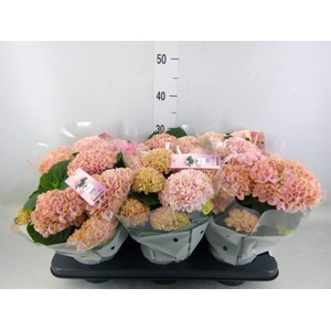 Hydrangea mac. 'Magical Revolution'
