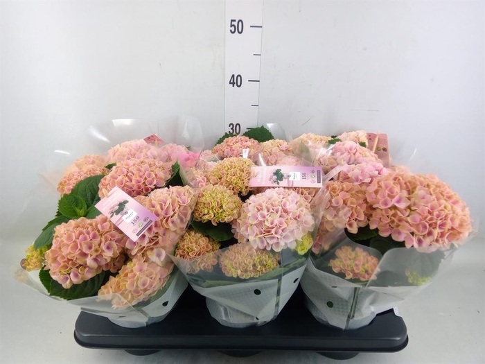 <h4>Hydrangea mac. 'Magical Revolution'</h4>