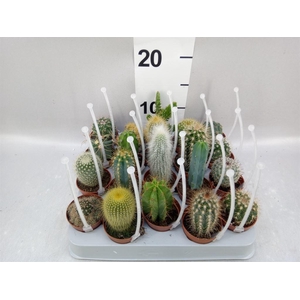 Cactus   ...mix