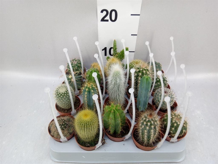 <h4>Cactus   ...mix</h4>