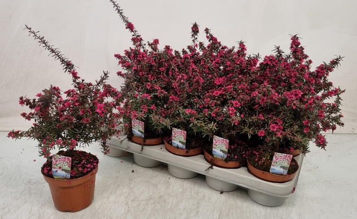 <h4>LEPTO SCOPARIUM</h4>