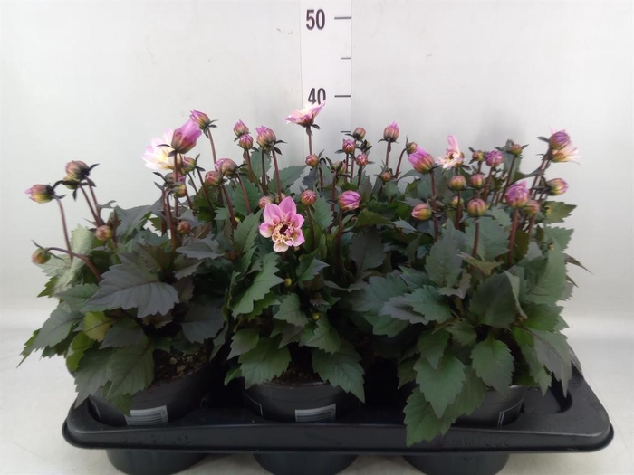 <h4>Dahlia  'Dahlinova Tempt Pink Bico'</h4>