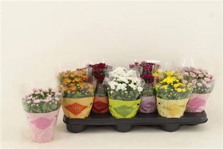 <h4>Chrysant Swifty Mix 10,5cm</h4>