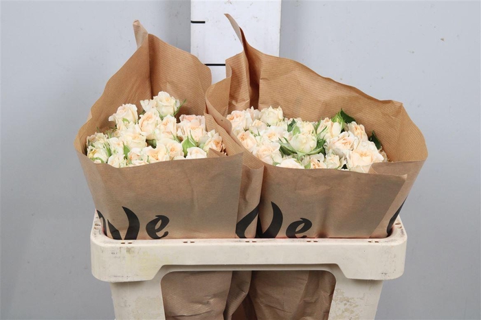 <h4>R Tr Mineola</h4>