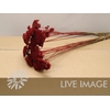 Dried achillea paint red