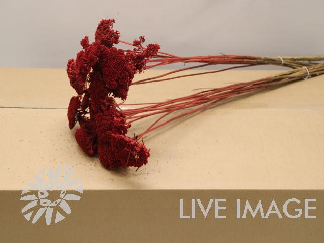 Dried achillea paint red
