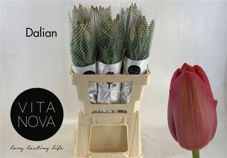 <h4>Tu Fra En Dalian</h4>