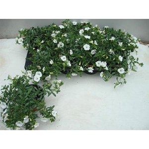Calibrachoa Minifamous White