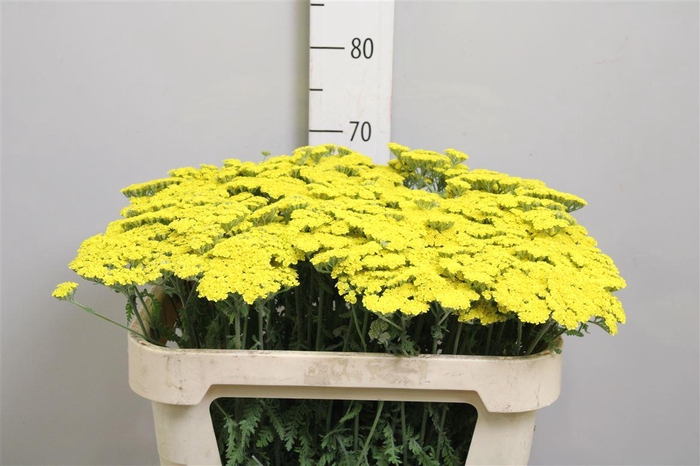 <h4>Achil Moonshine</h4>