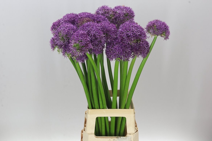 <h4>Allium Globemaster</h4>