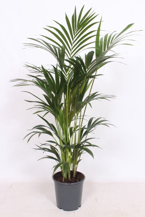 <h4>Howea forsteriana 6 per pot</h4>