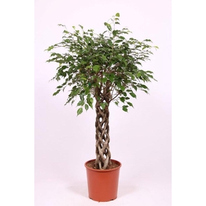 Ficus Exotica